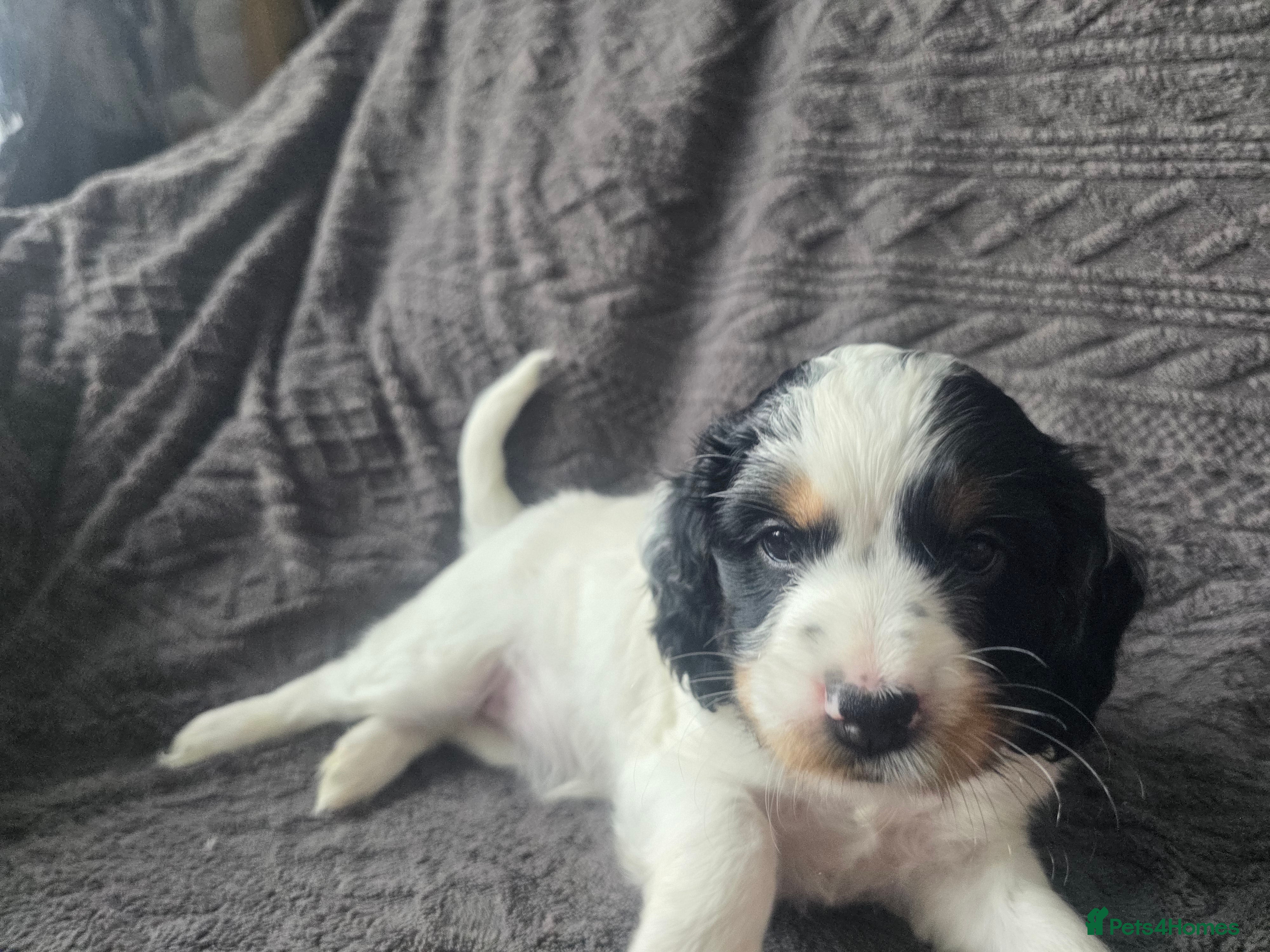 Cockapoo dogs for sale: Beautiful Cockapoo Puppies (5 Boys, 1 Girl) - Advert 2