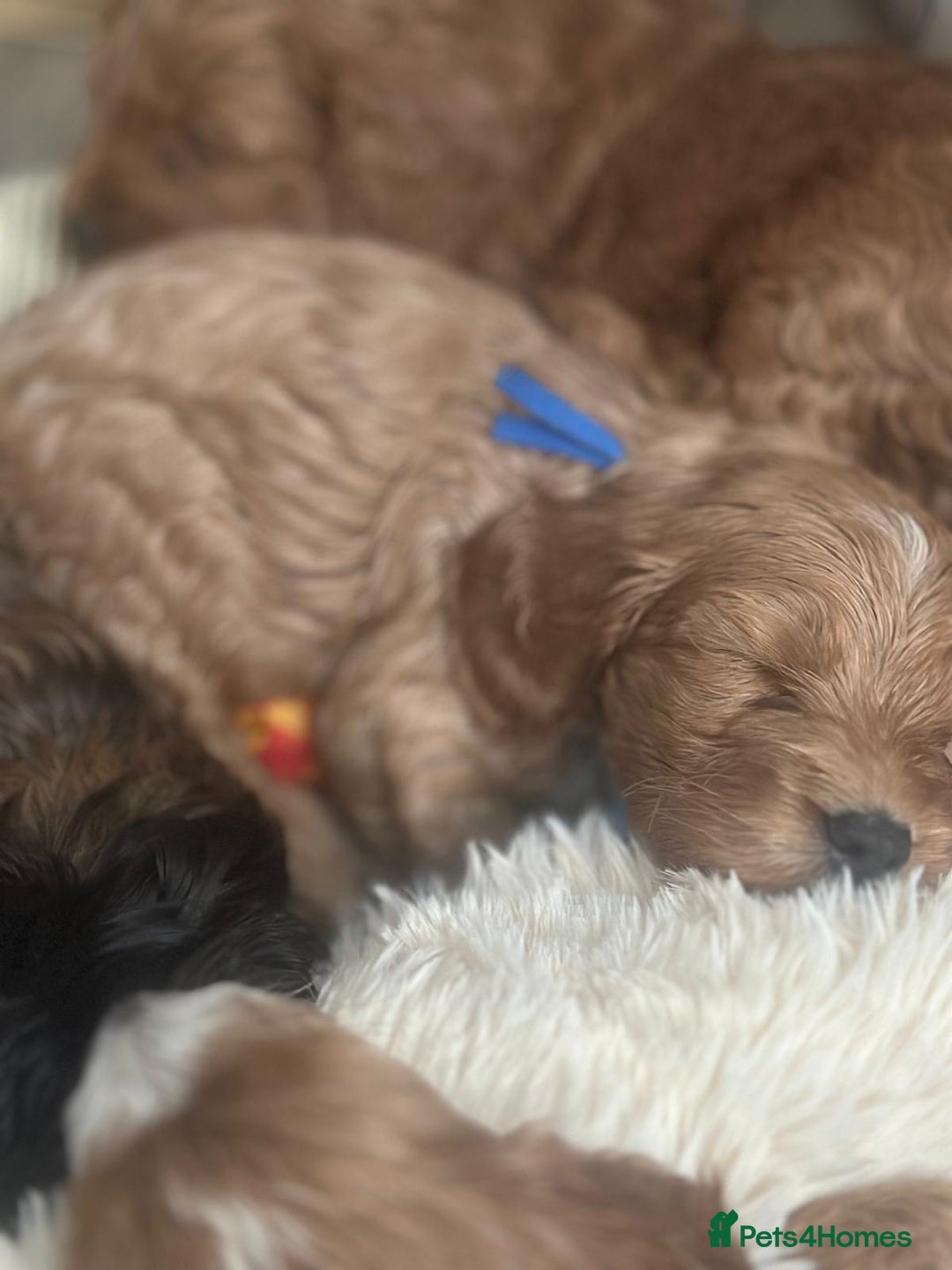 Cockapoo dogs for sale: Stunning F1 Cockerpoo Puppies  - Advert 12