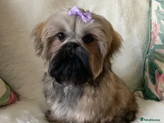 Shih Tzu dogs AMERICAN IMPERIAL SHIH TZU GIRL - Advert 1