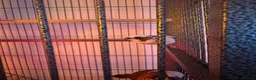 Finches birds for sale: 5 finches and 1 Canary  - Advert 11