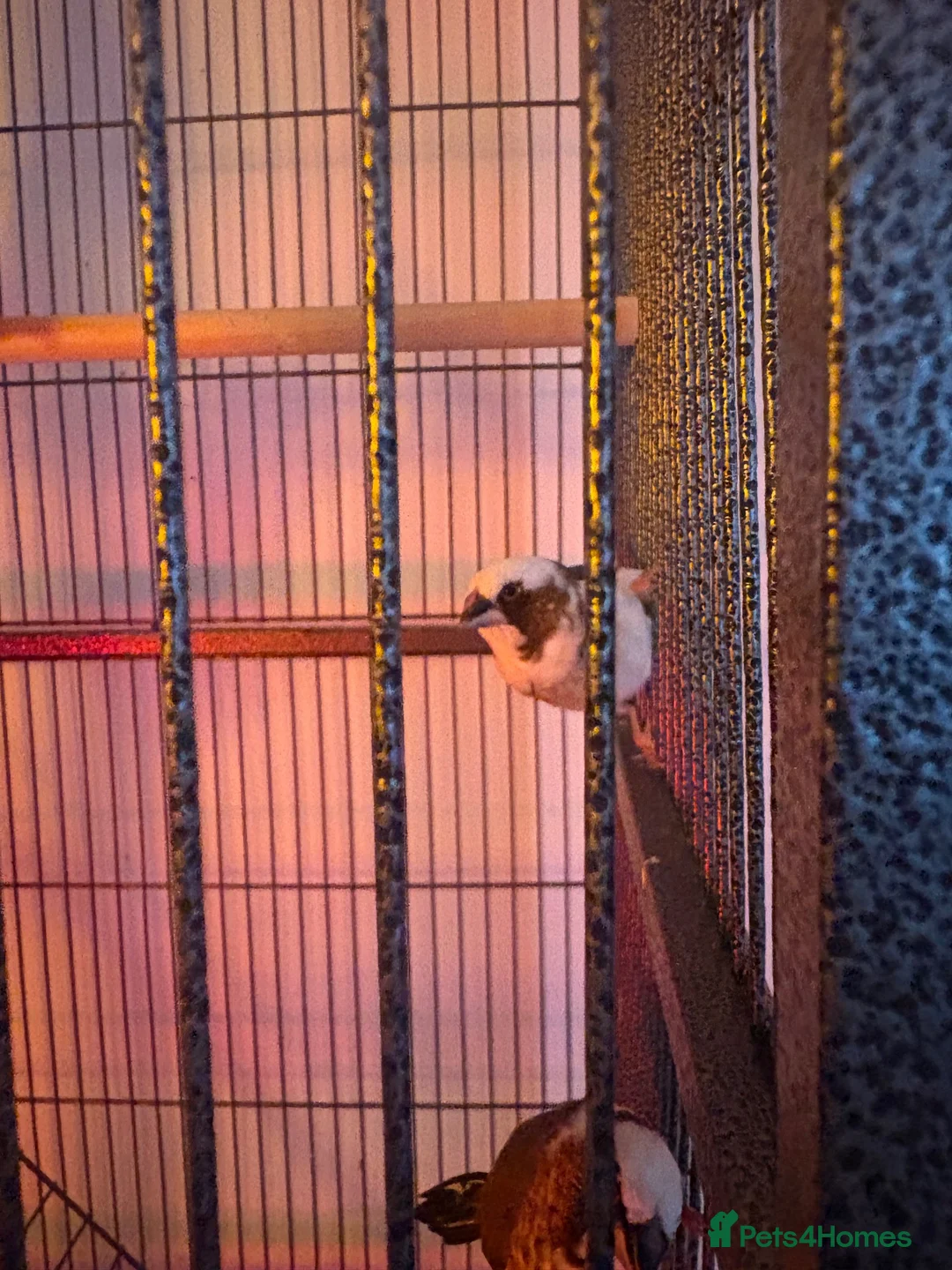 Finches birds for sale: 5 finches and 1 Canary  - Advert 11