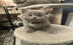 British Shorthair cats for sale: Stunning Social Loveable Blue Boys  - Image 4