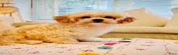Maltipoo dogs for sale: * Sweet Korean Maltipoo Girl * - Advert 3