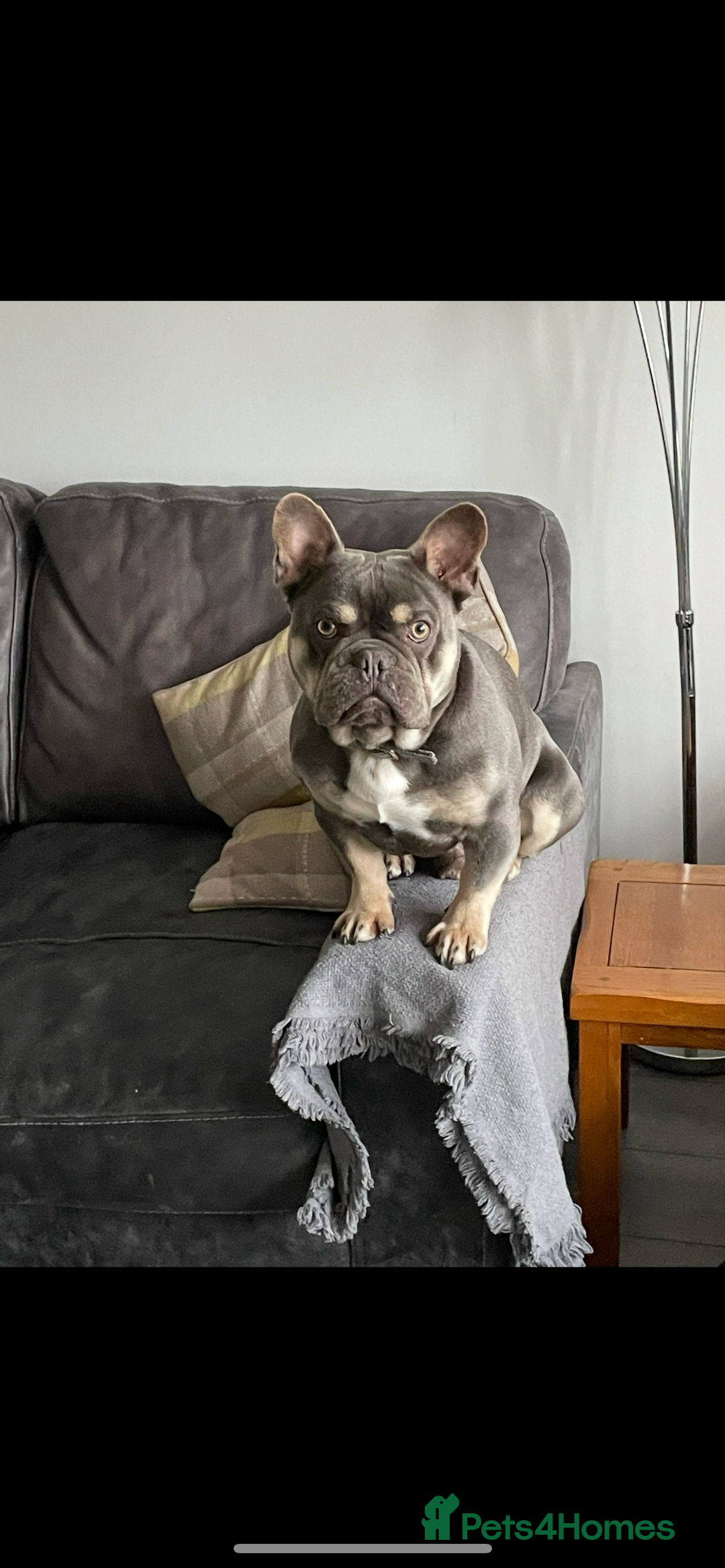 French Bulldog dogs for sale: French Bulldog Male 24 months old  - Image 3