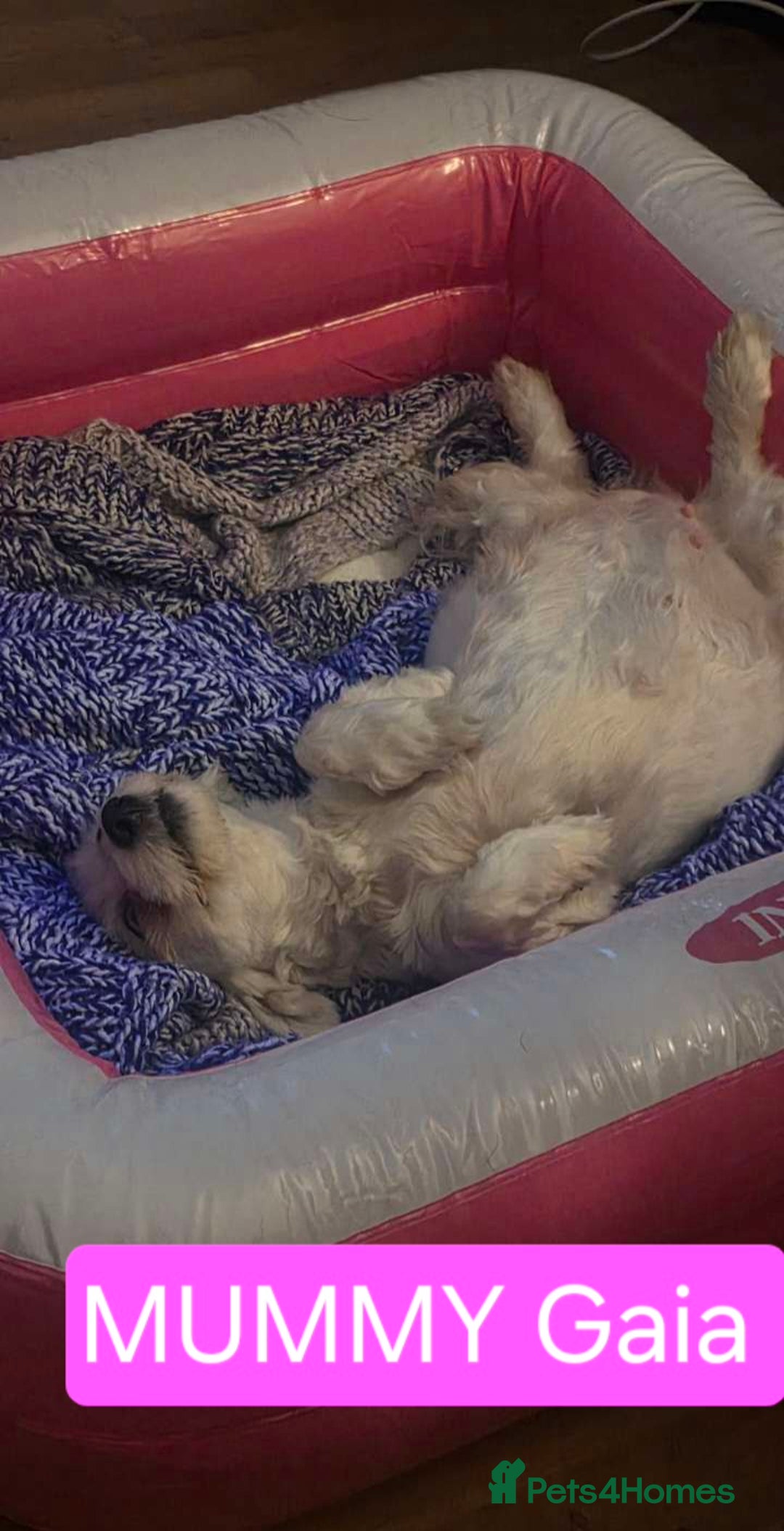 Maltese dogs for sale: Adorable Maltese puppies - Image 7