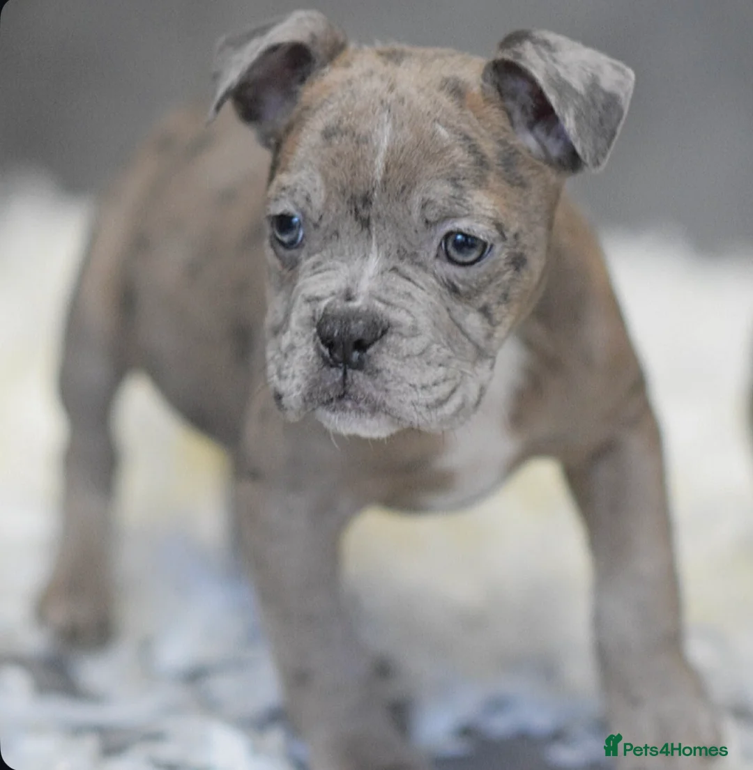 Olde English Bulldogge dogs for sale: 23 years Professionals 5⭐️Rated Licensed.  - Advert 5