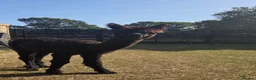 Alpaca livestock for sale: Alpacas  in Neston - Advert 3