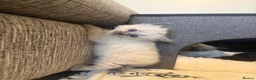 Ragdoll cats for sale: 🐾Last 2 Male Ragdolls 🐾 - Advert 2
