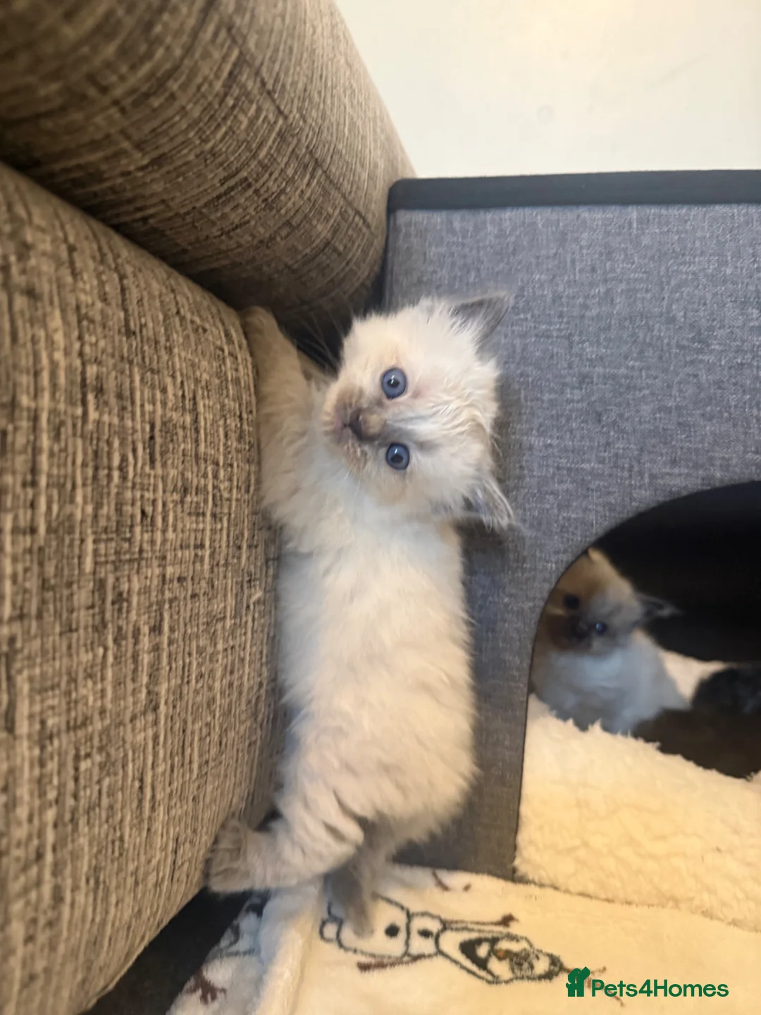 Ragdoll cats for sale: 🐾Last 2 Male Ragdolls 🐾 - Advert 2