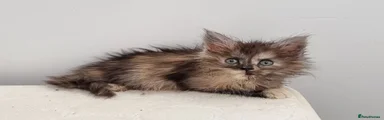 Tortie female 