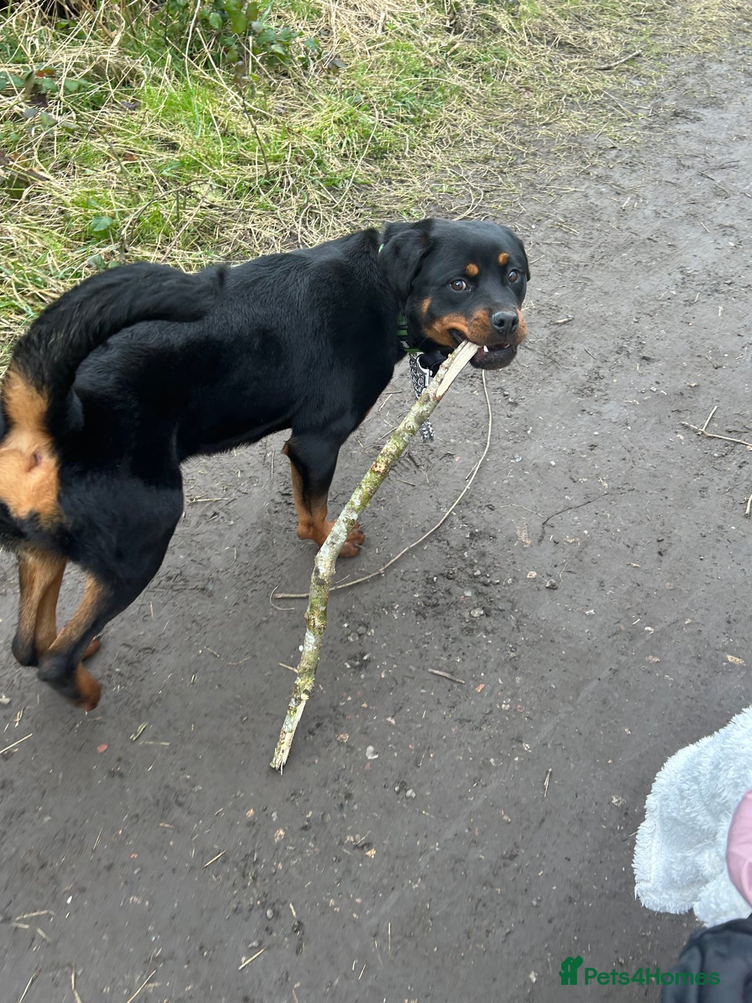 Rottweiler dogs for sale: 1 year old Rottweiler  - Advert 7