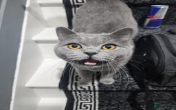 British Shorthair cats for sale: Adorable British Shorthair x Persian Kittens  - Image 17