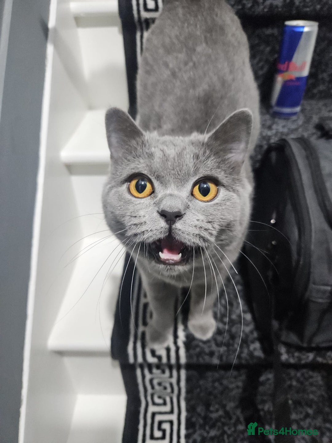 British Shorthair cats for sale: Adorable British Shorthair x Persian Kittens  - Image 17