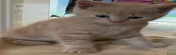 Mixed Breed cats for sale: Kittens for sale - Advert 9