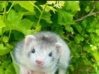 Ferret rodents for sale - Advert 1