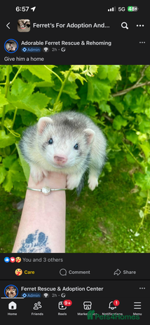 Ferret rodents - Advert 1