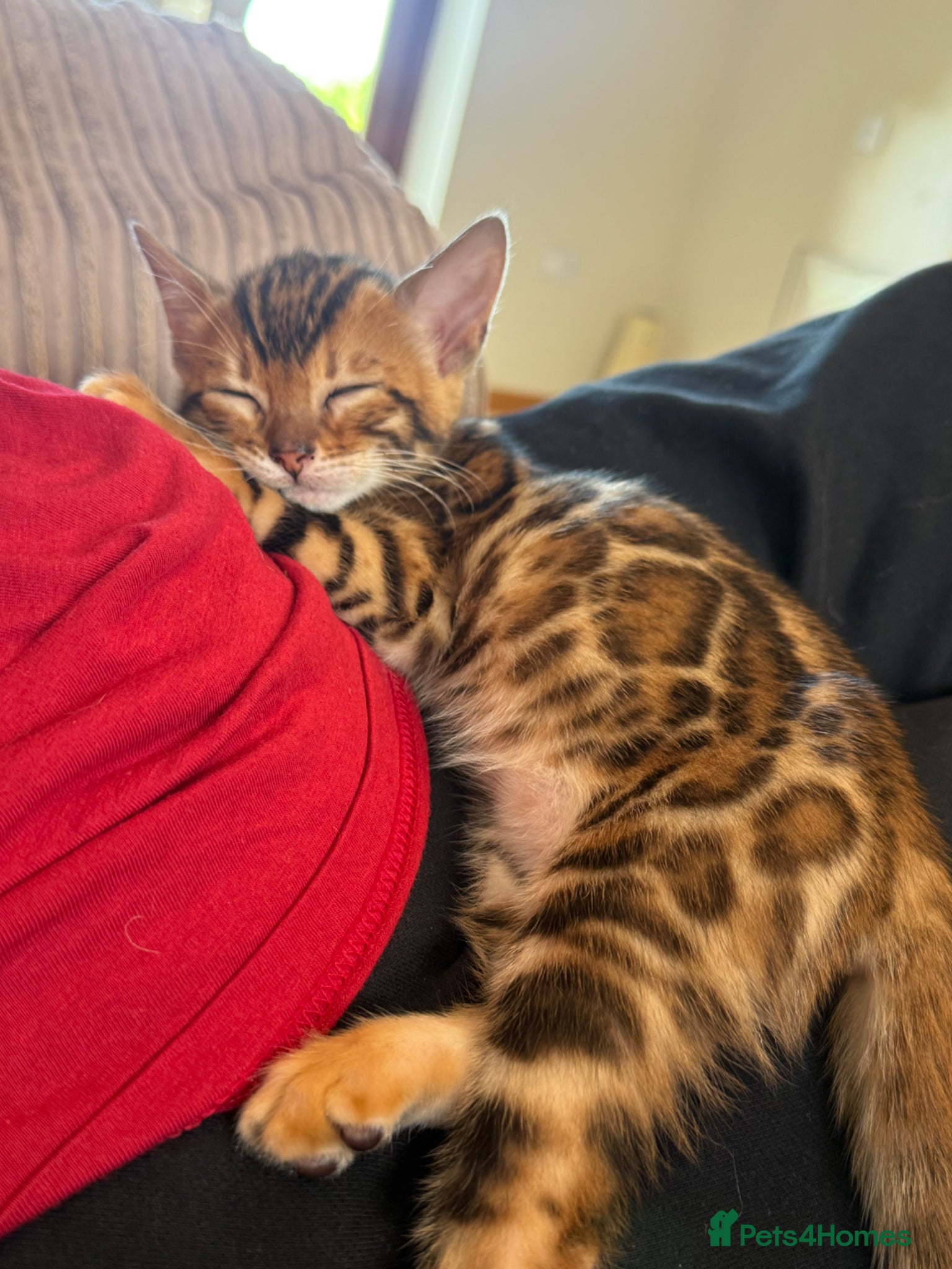 Bengal cats Stunning TICA registered Bengal kittens - Advert 1