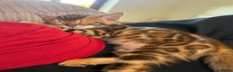 Bengal cats for sale: Stunning Bengal kittens - Advert 4