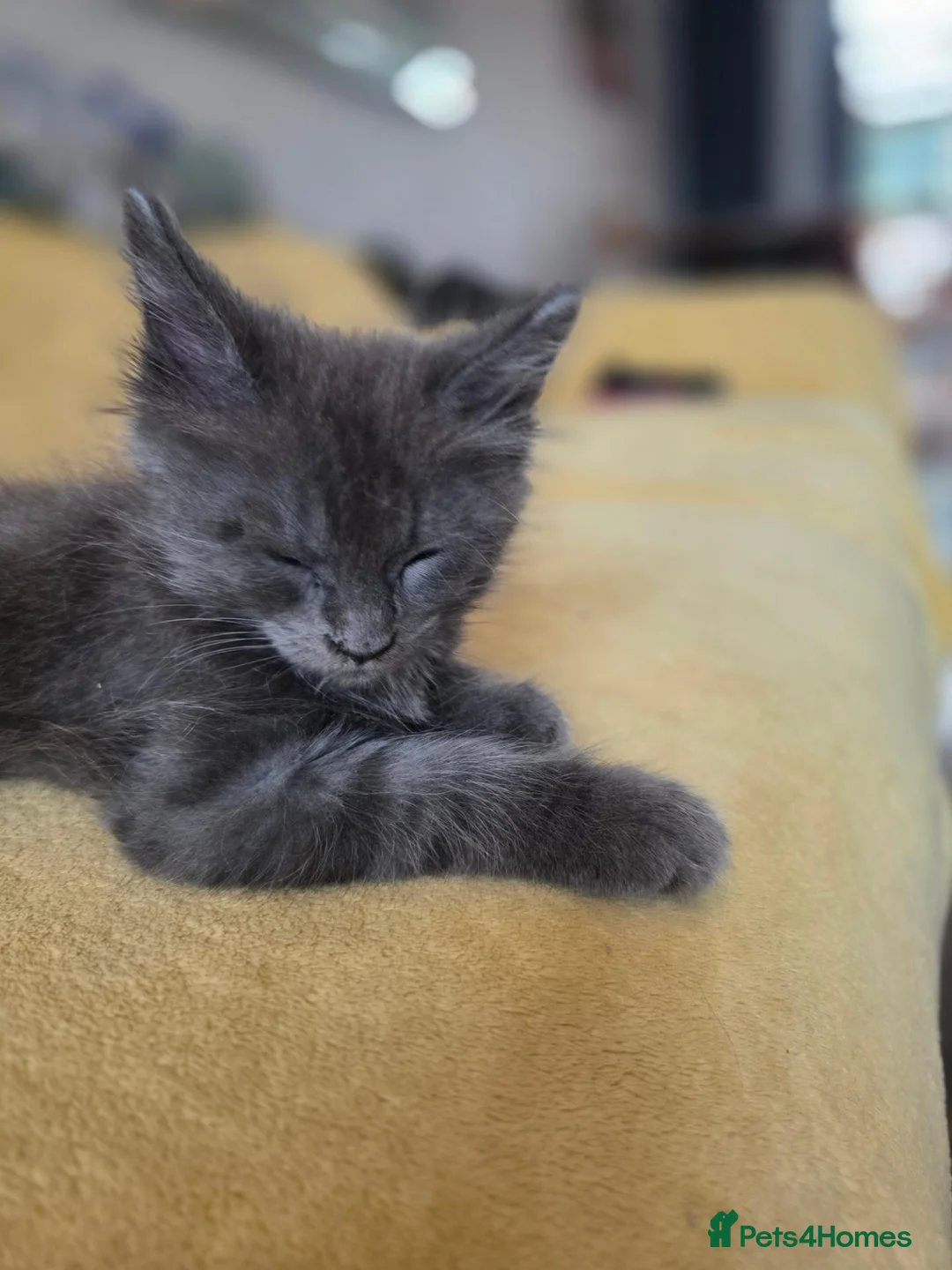 Maine Coon cats for sale: Beautiful main coon  in Hemel Hempstead - Advert 15