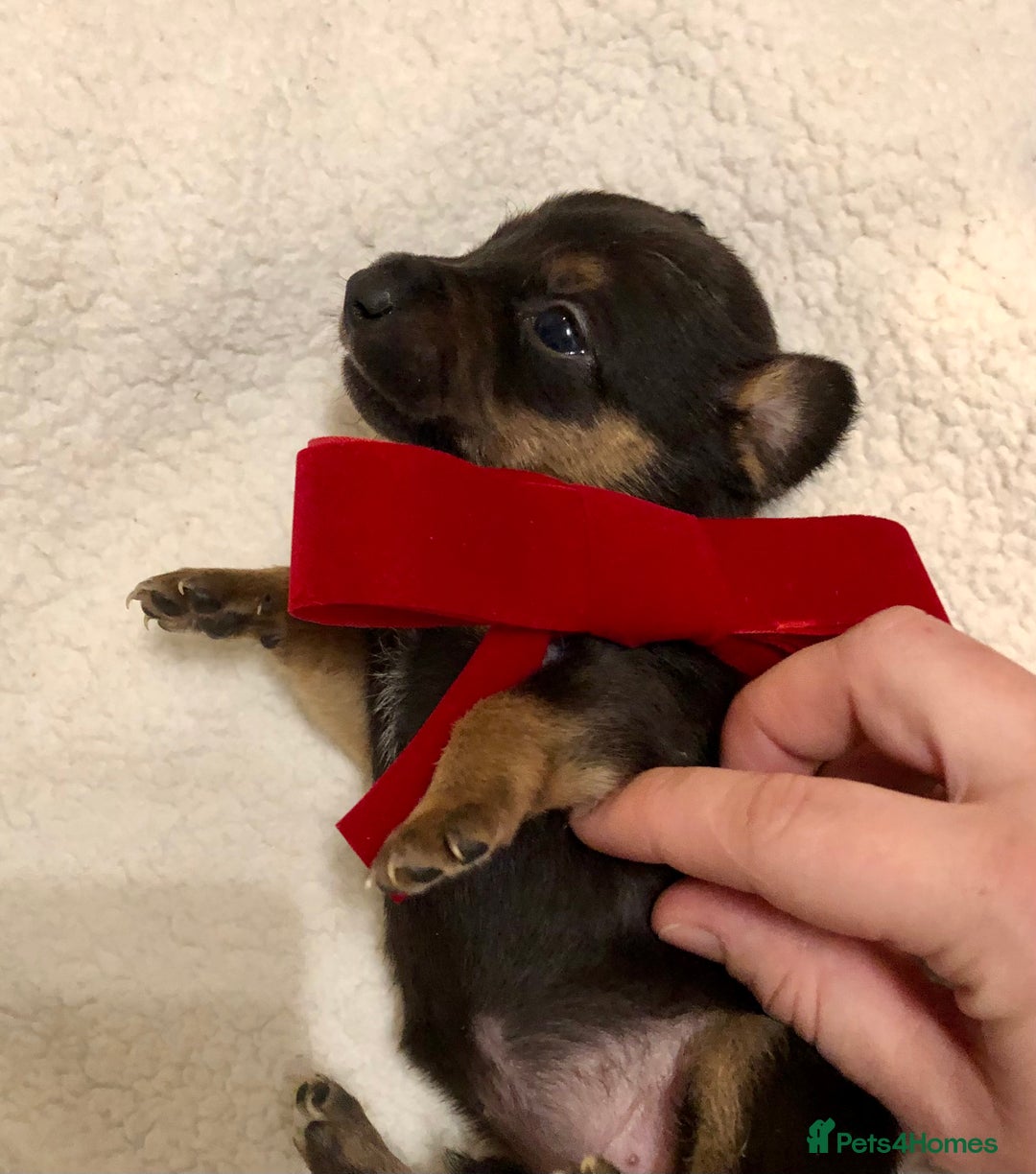 Mixed Breed dogs for sale: Mini Jackshund babies❣️Miniature dachshund x jack  - Advert 15