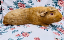 Guinea Pig rodents for sale: Female Guineapigs pair - Image 2