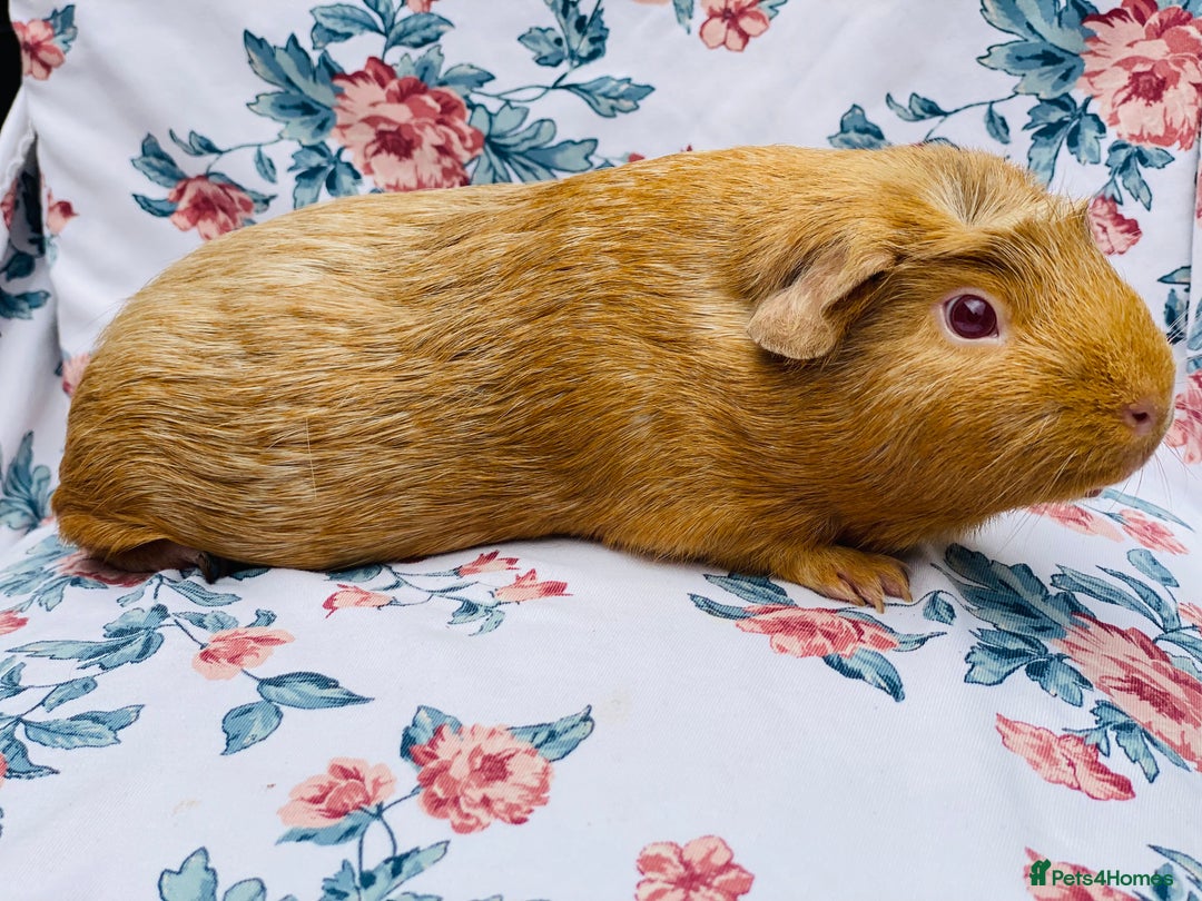 Guinea Pig rodents for sale: Female Guineapigs pair - Image 2