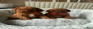 Toy Poodle 4