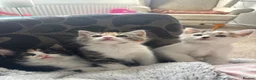 Mixed Breed cats for sale: Kittens in Leicester - Advert 4