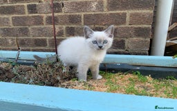 Ragdoll cats for sale: Half breed Ragdoll female kitten available  - Image 11