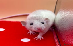 Rat rodents for sale: Pedigree Dumbo Rats - Advert 1