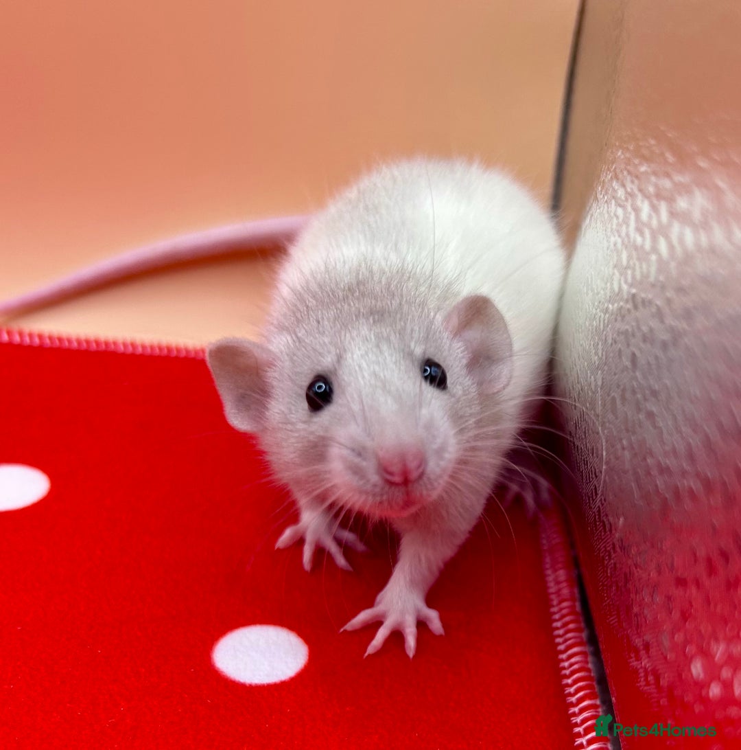 Rat rodents for sale: Pedigree Dumbo Rats - Advert 1