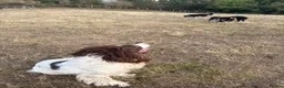 English Springer Spaniel dogs for sale: Springer spaniel in Church Stretton - Advert 2