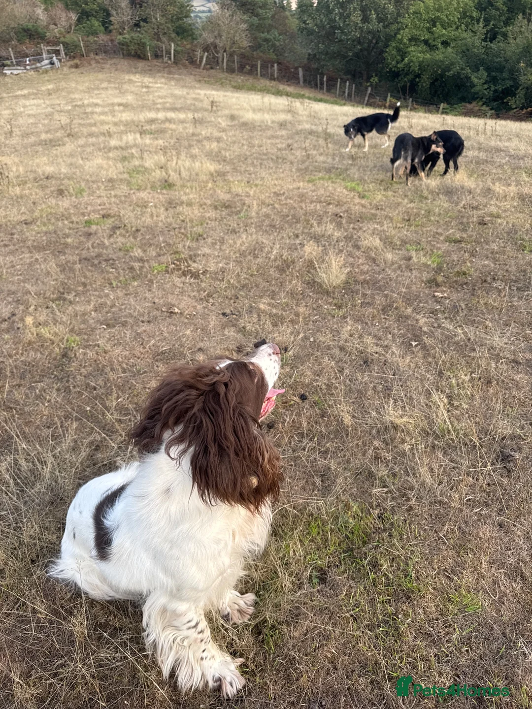 English Springer Spaniel dogs for sale: Springer spaniel in Church Stretton - Advert 2