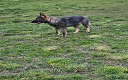 German Shepherd dogs for sale: Outstanding Female GSD, 6 months old - Image 3
