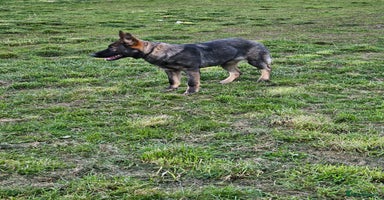 German Shepherd dogs - Advert 11