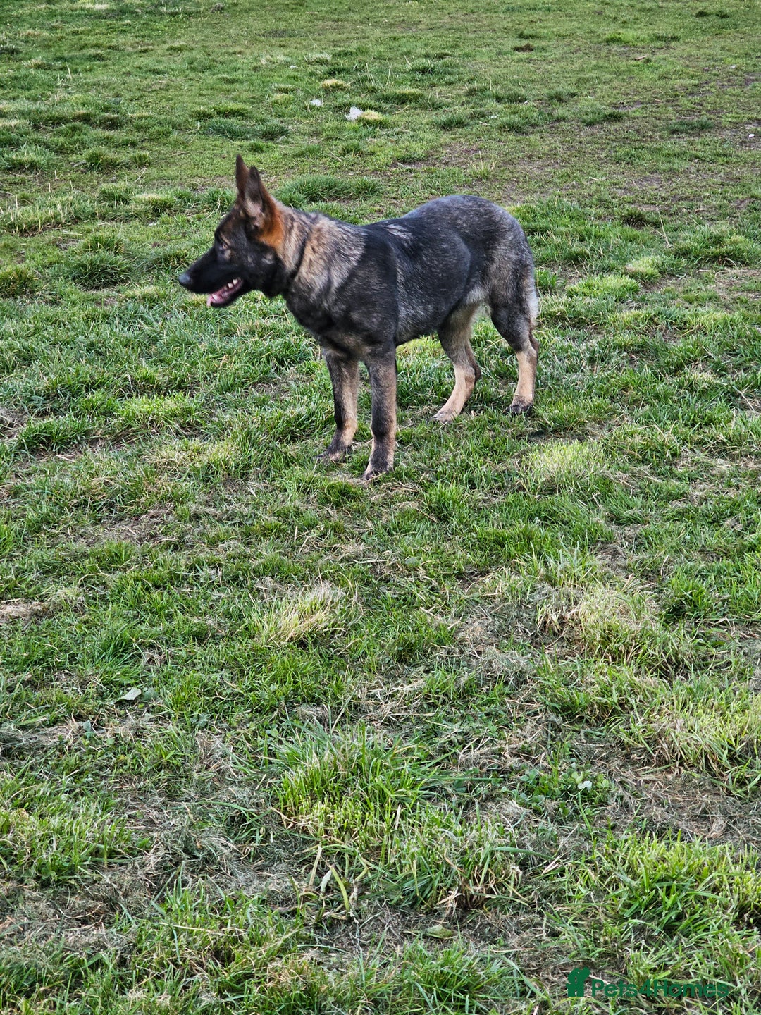 German Shepherd dogs for sale: Outstanding Female GSD, 6 months old - Image 3