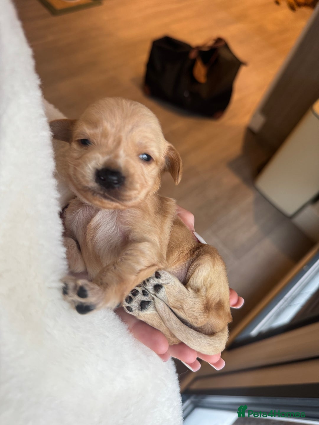 Cockerdor dogs for sale: Cockerdor/ Spanador Puppies. KC registered parents - Advert 8
