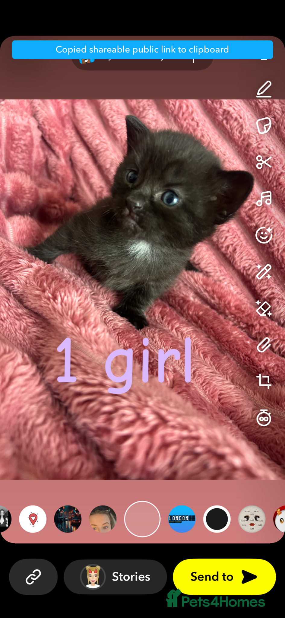 Mixed Breed cats 2 kitten left  - Advert 3