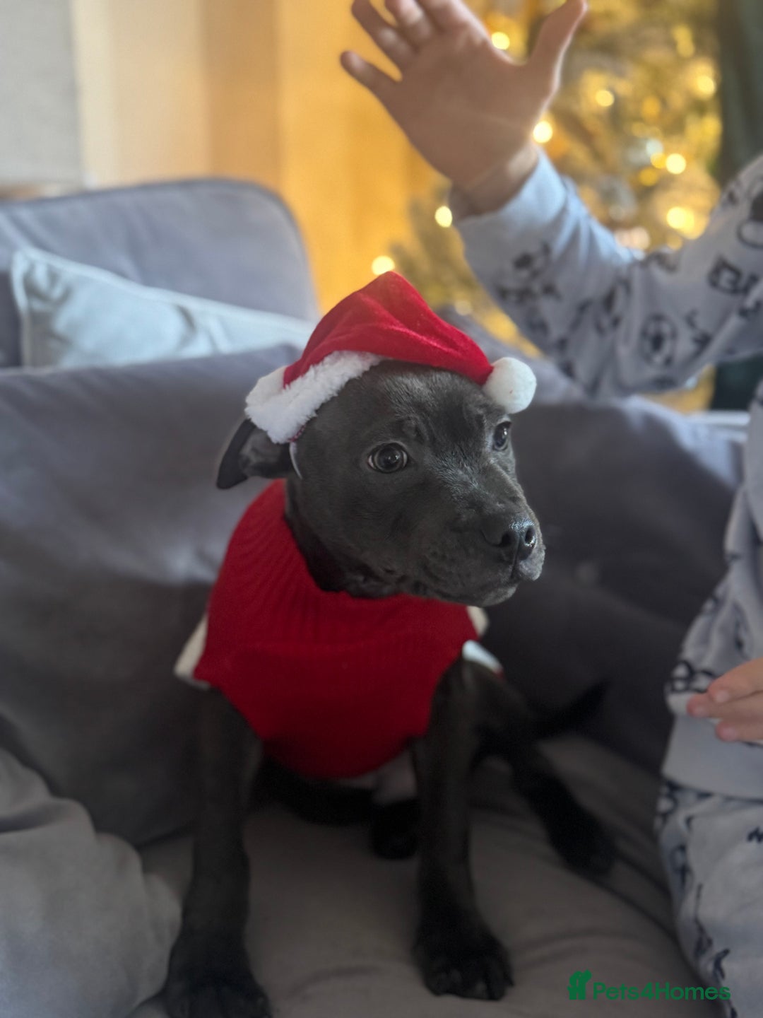 Staffordshire Bull Terrier dogs for sale: LAST BOY Stunning 🔵Staff pups KC READY TO GO ❤️❤️ - Advert 1