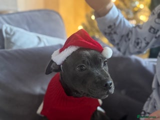 Staffordshire Bull Terrier dogs LAST BOY Stunning 🔵Staff pups KC READY TO GO ❤️❤️ - Advert 4