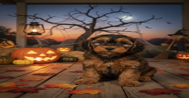 Cockapoo dogs - Advert 1