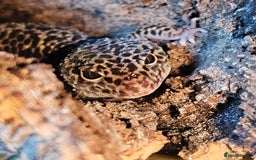 Leopard Gecko reptiles for sale: Leopard Gecko for sale - Image 3