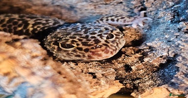 Leopard Gecko reptiles - Advert 3
