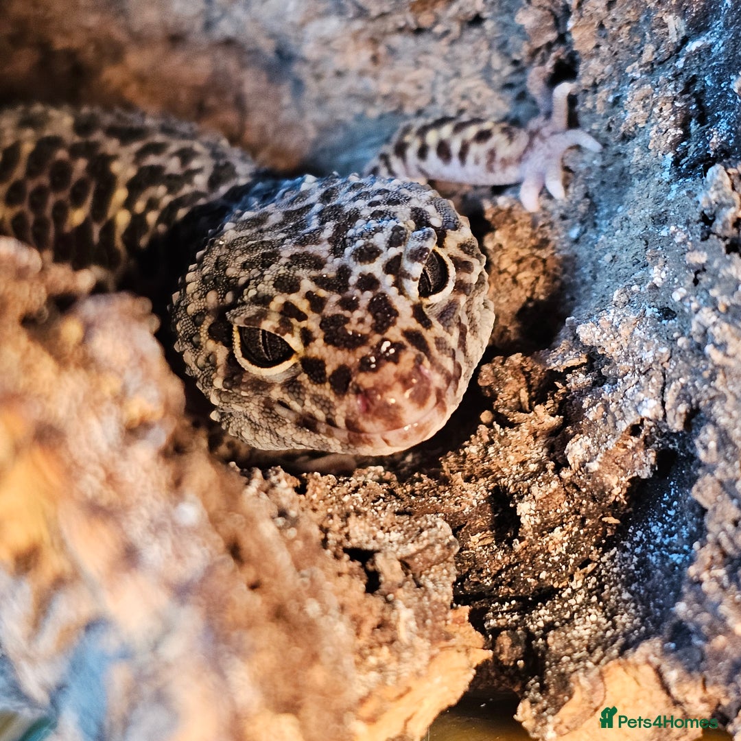 Leopard Gecko reptiles for sale: Leopard Gecko for sale - Image 3