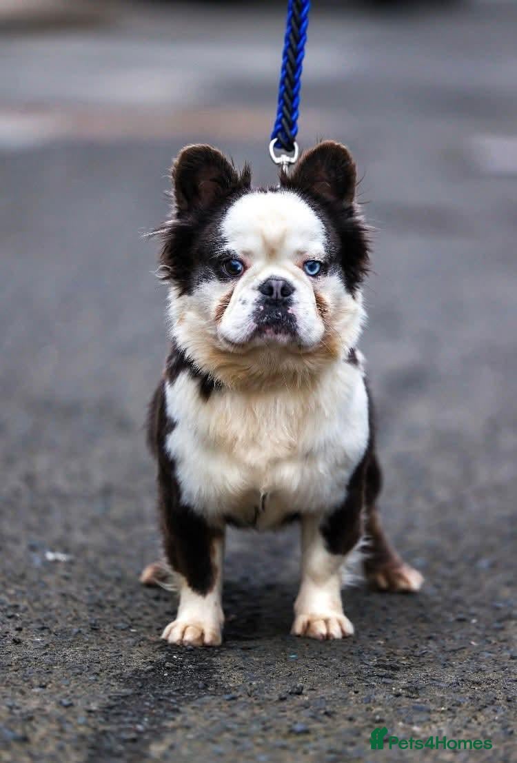 French Bulldog dogs Fluffy husky koi tri Frenchie pups  - Advert 2