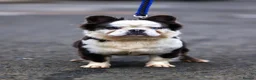 French Bulldog dogs for sale: Fluffy husky koi tri Frenchie pups  - Advert 4