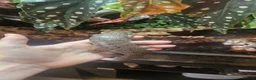 Skink reptiles for sale: Pink toungh skinks  - Advert 7