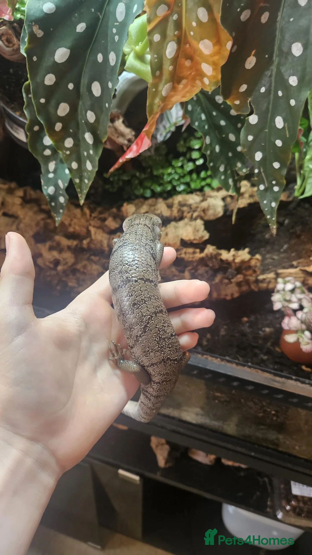 Skink reptiles for sale: Pink toungh skinks  - Advert 7