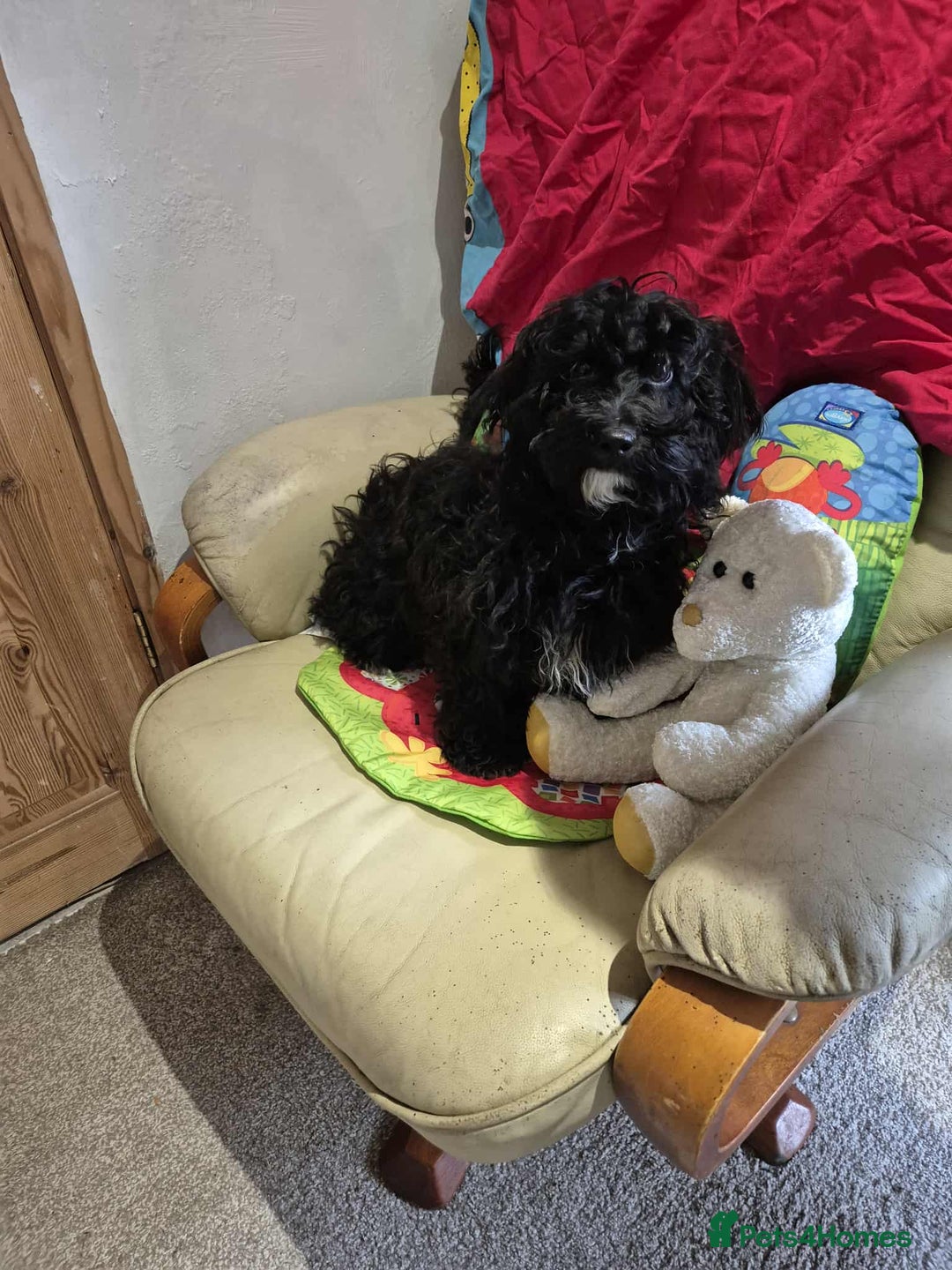 Shihpoo dogs for sale: Shihpoo puppys - Image 4