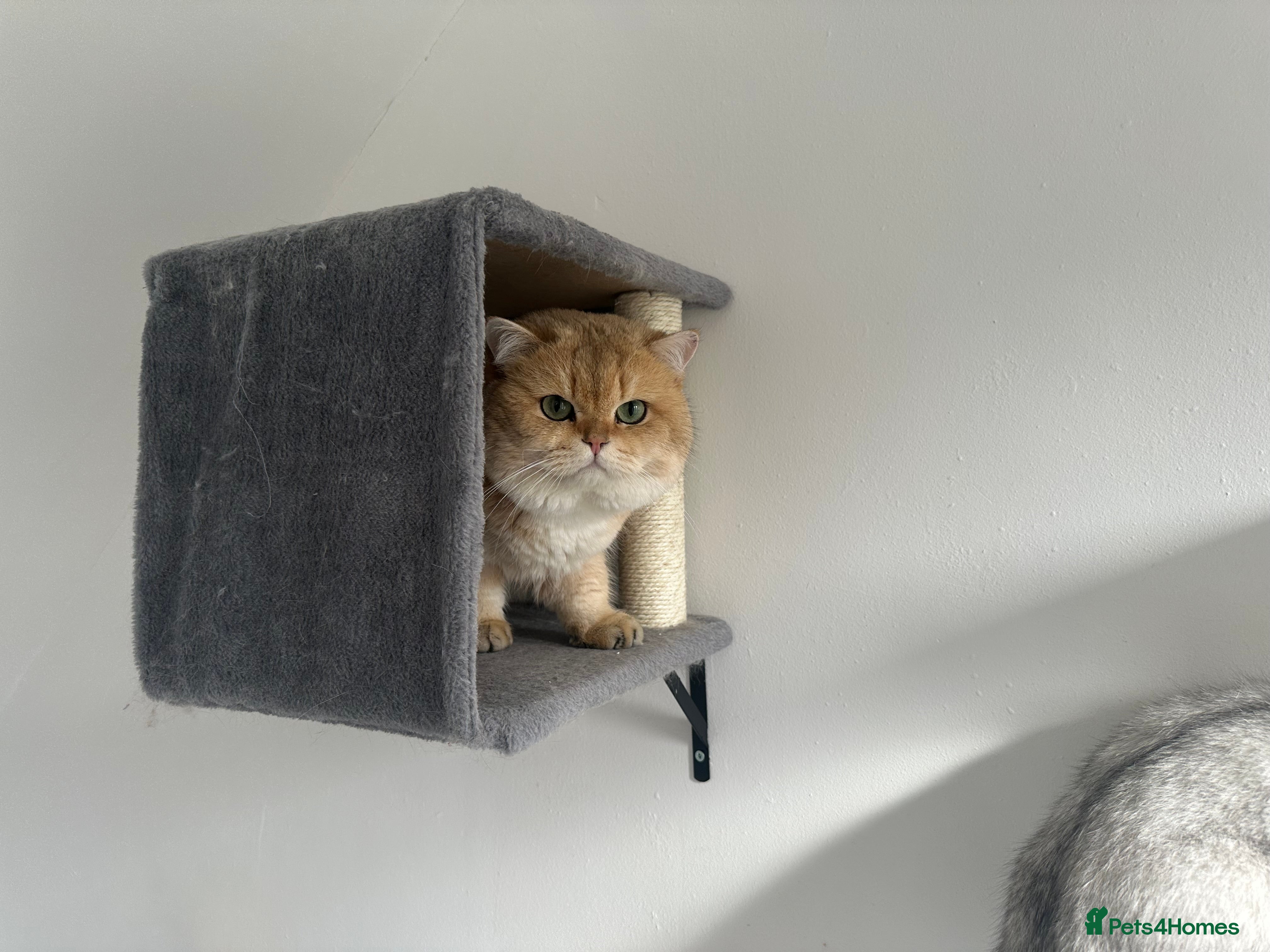 British Shorthair cats 👑 GCCF & TICA GOLDEN SHADED NY12 FOR STUD 👑🧸 - Advert 1